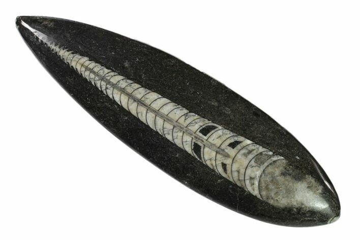 Polished Fossil Orthoceras (Cephalopod) - Morocco #138281